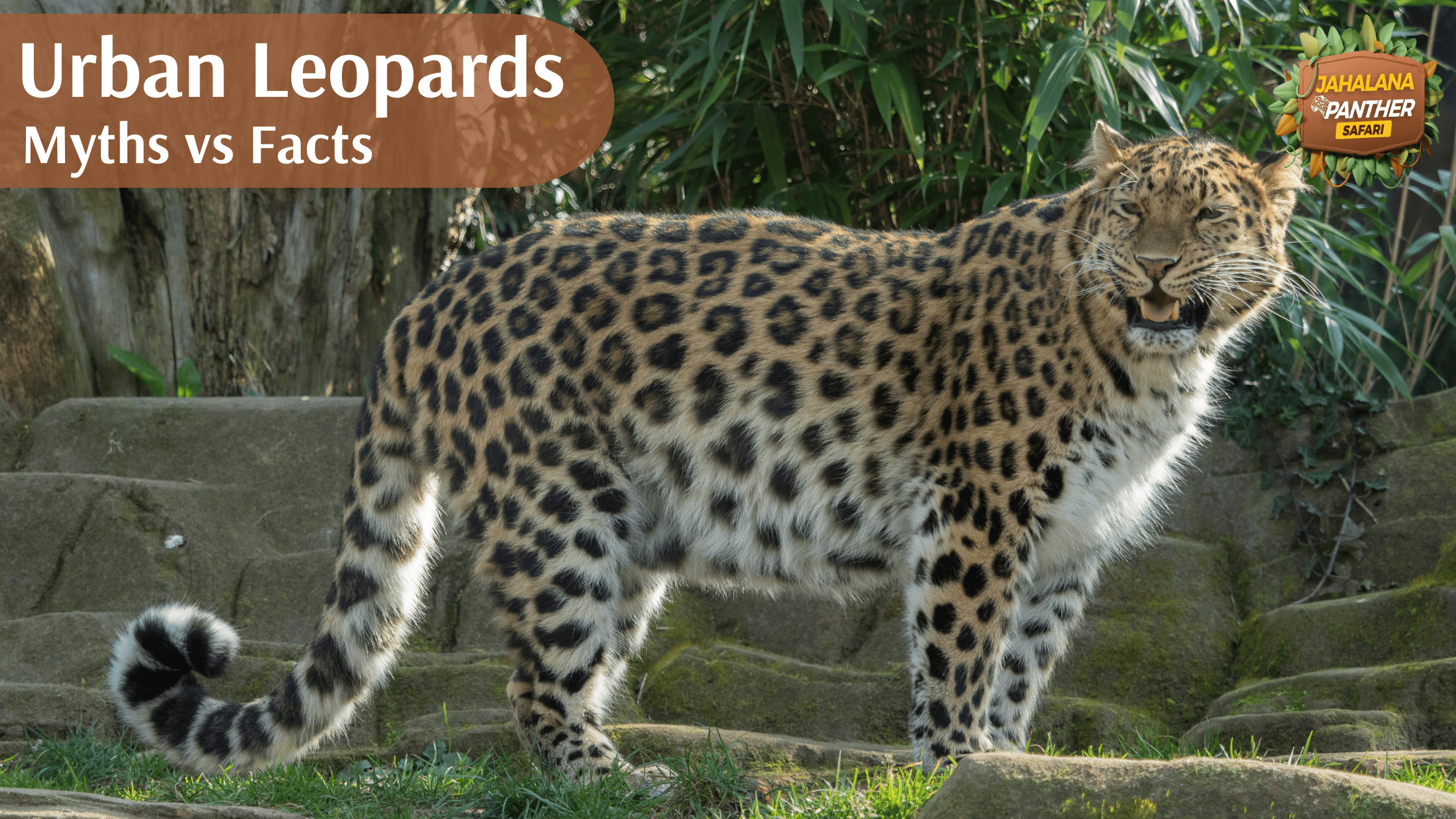 Urban Leopards: Myths vs Facts