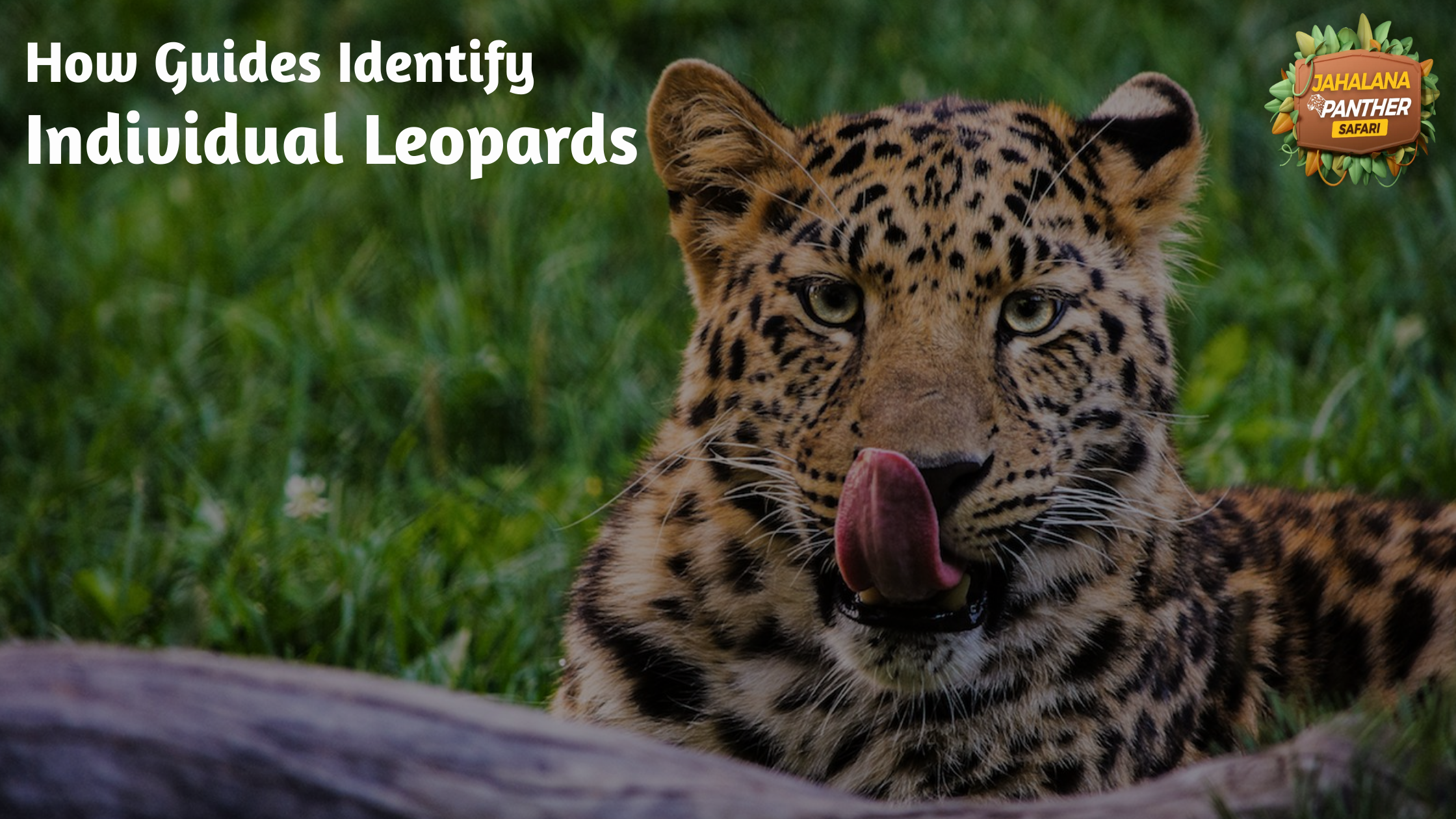 How Guides Identify Individual Leopards-Rosettes, Whisker Spots, Ears, Tail Rings & More