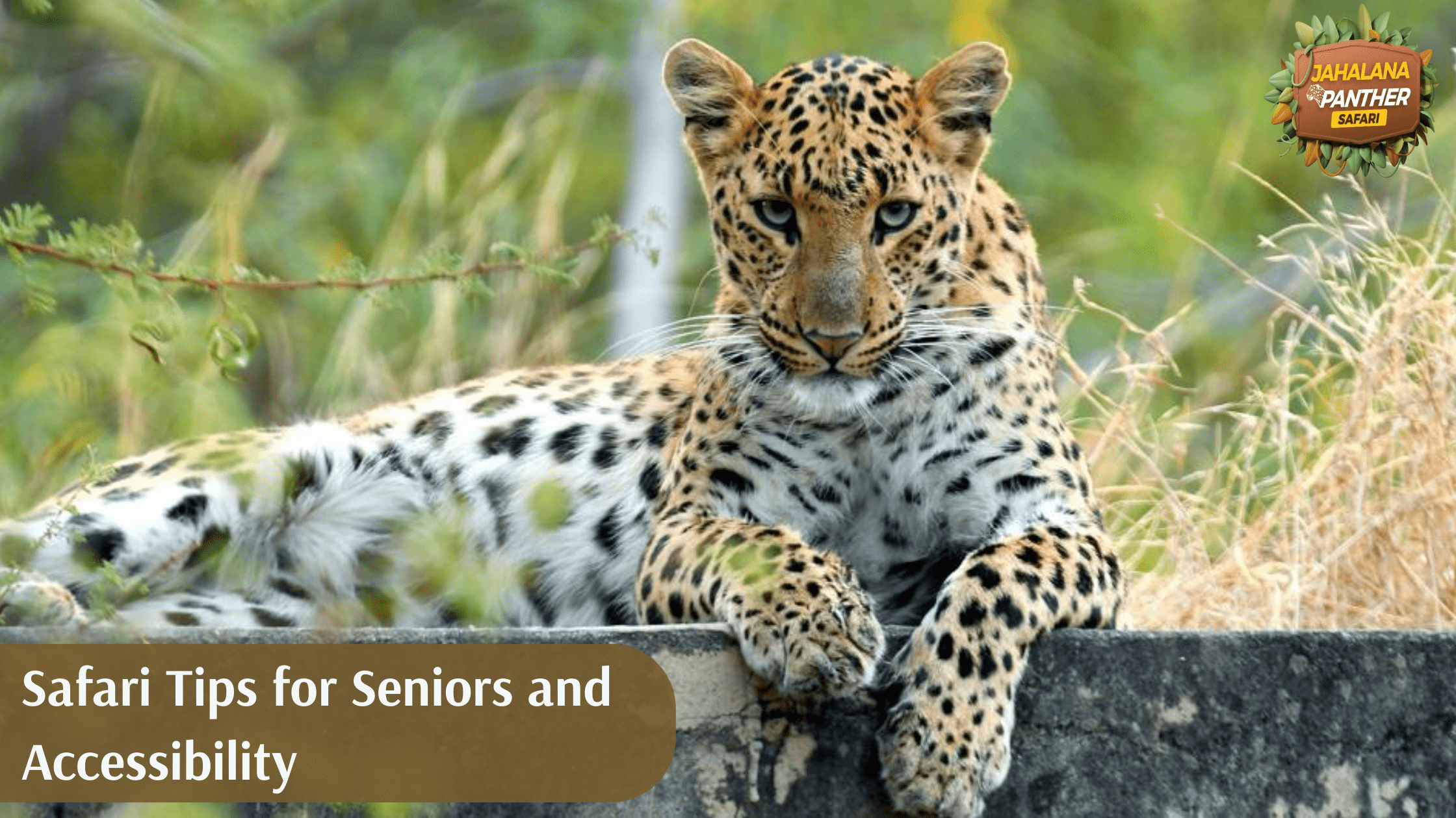 Safari Tips for Seniors and Accessibility