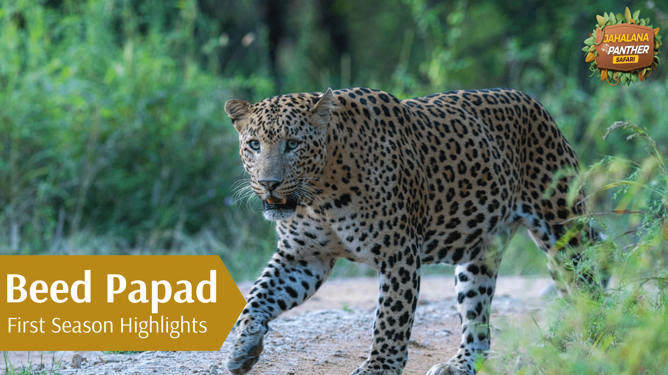 : Beed Papad: First Season Highlights (Jaipur’s New Leopard Safari)