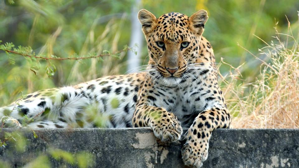 How Guides Identify Individual Leopards — Rosettes, Whisker Spots, Ears, Tail Rings & More