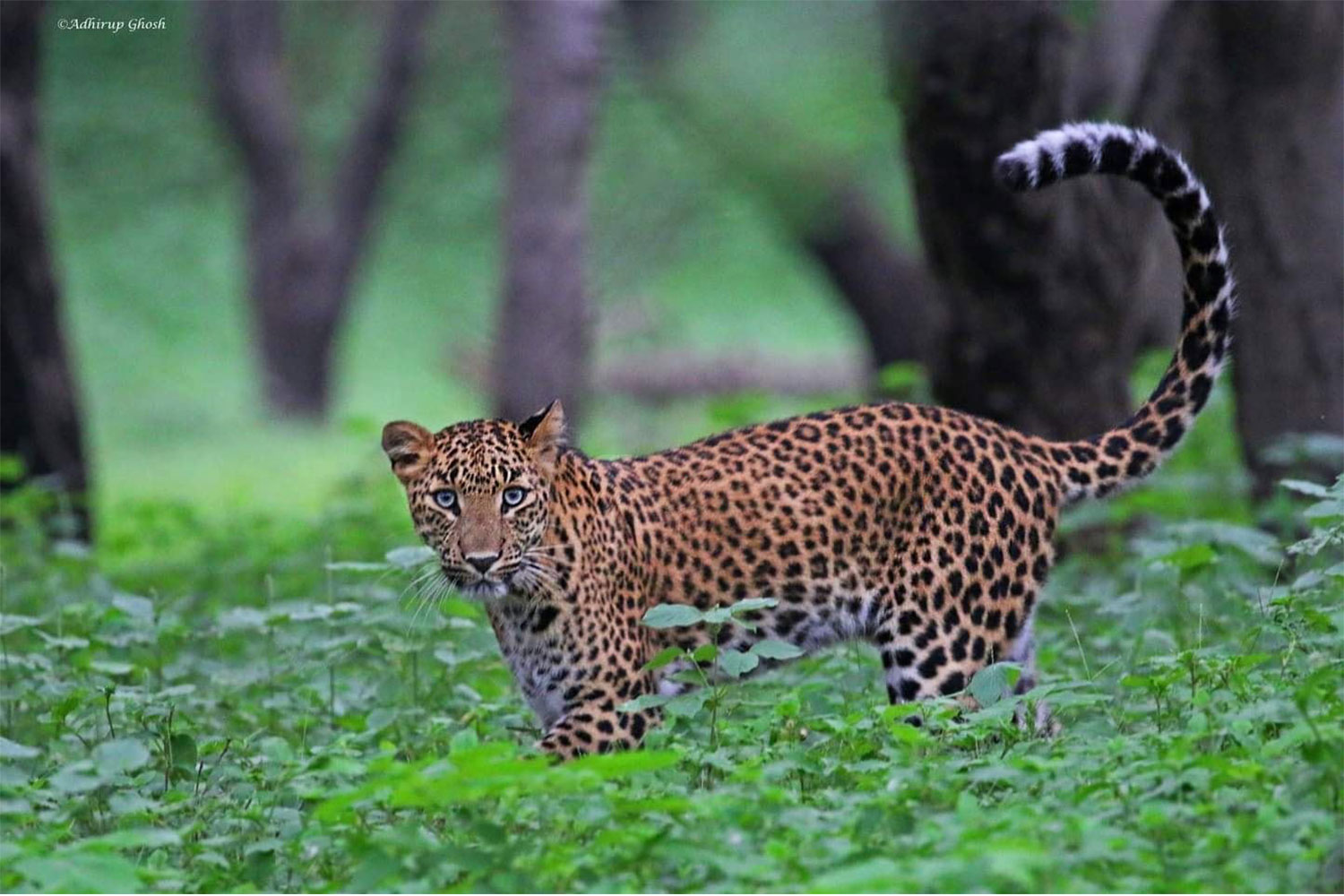 Beed Papad: First Season Highlights (Jaipur’s New Leopard Safari)