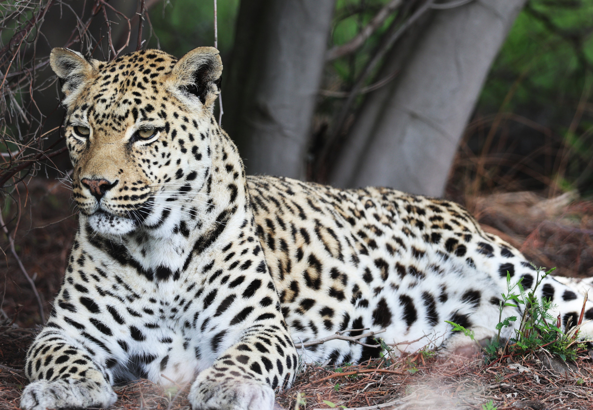 How Leopards Move Between Jhalana and Amagarh (A Simple Guide to Jaipur’s Urban Wildlife Corridors)