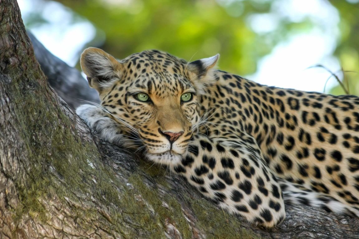 How Guides Identify Individual Leopards (Jhalana, Amagarh & Beed Papad)