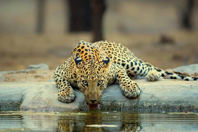 Top 10 Insider Secrets for a Stellar Leopard Safari Experience
