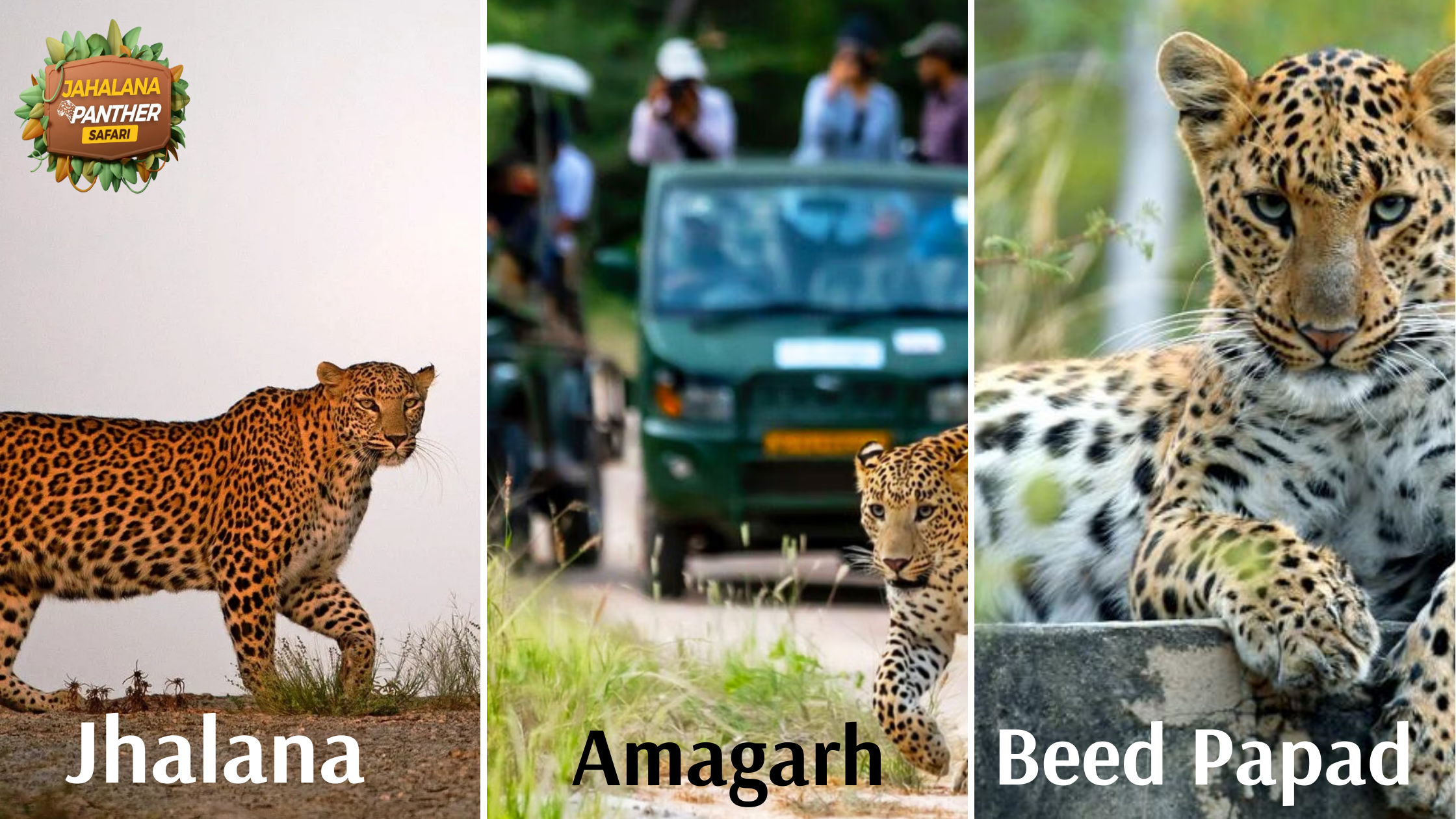 Routes Compared: Jhalana vs Amagarh vs Beed Papad (Jaipur Leopard Safaris)