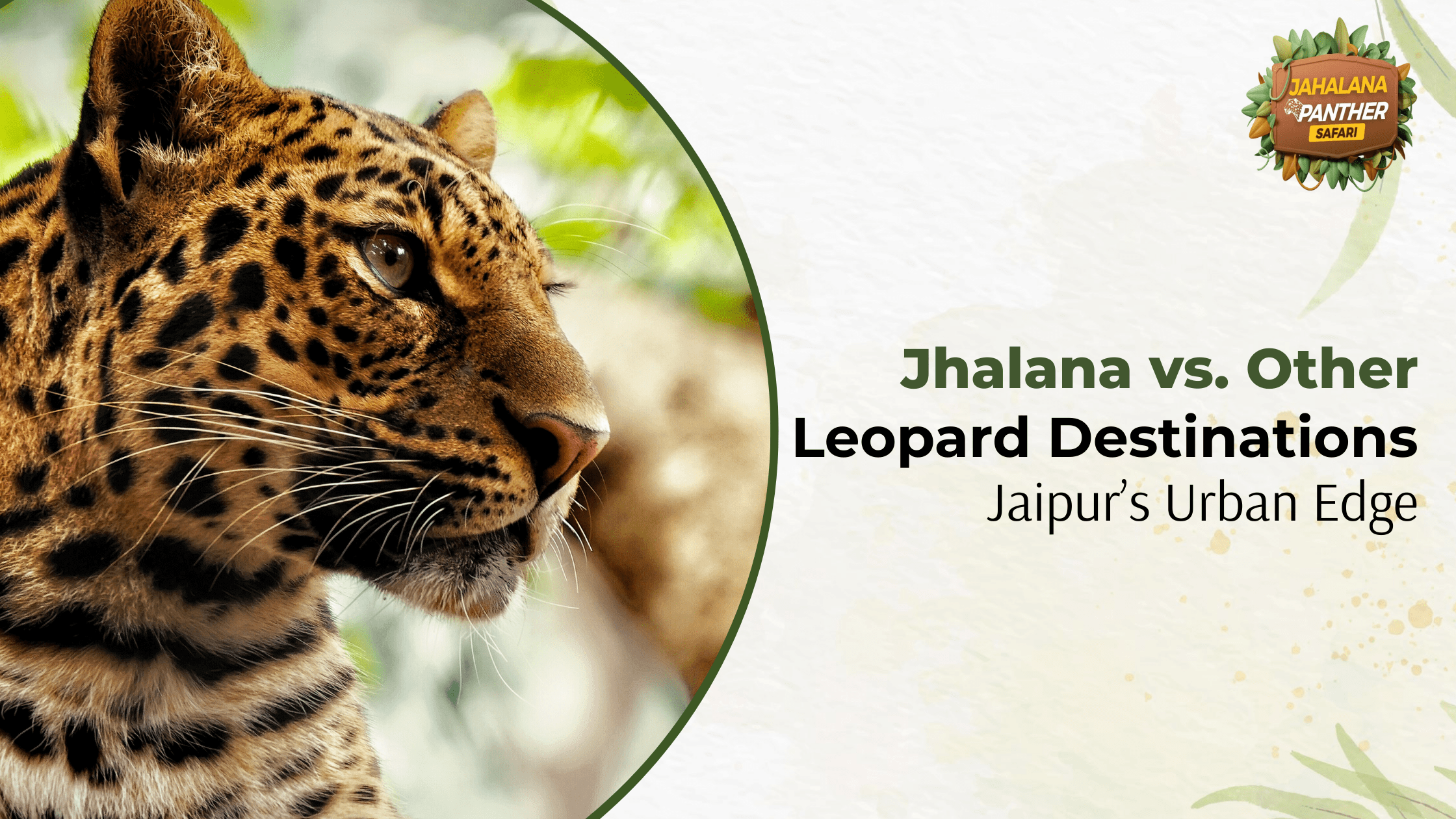 Jhalana vs. Other Leopard Destinations: Jaipur’s Urban Edge