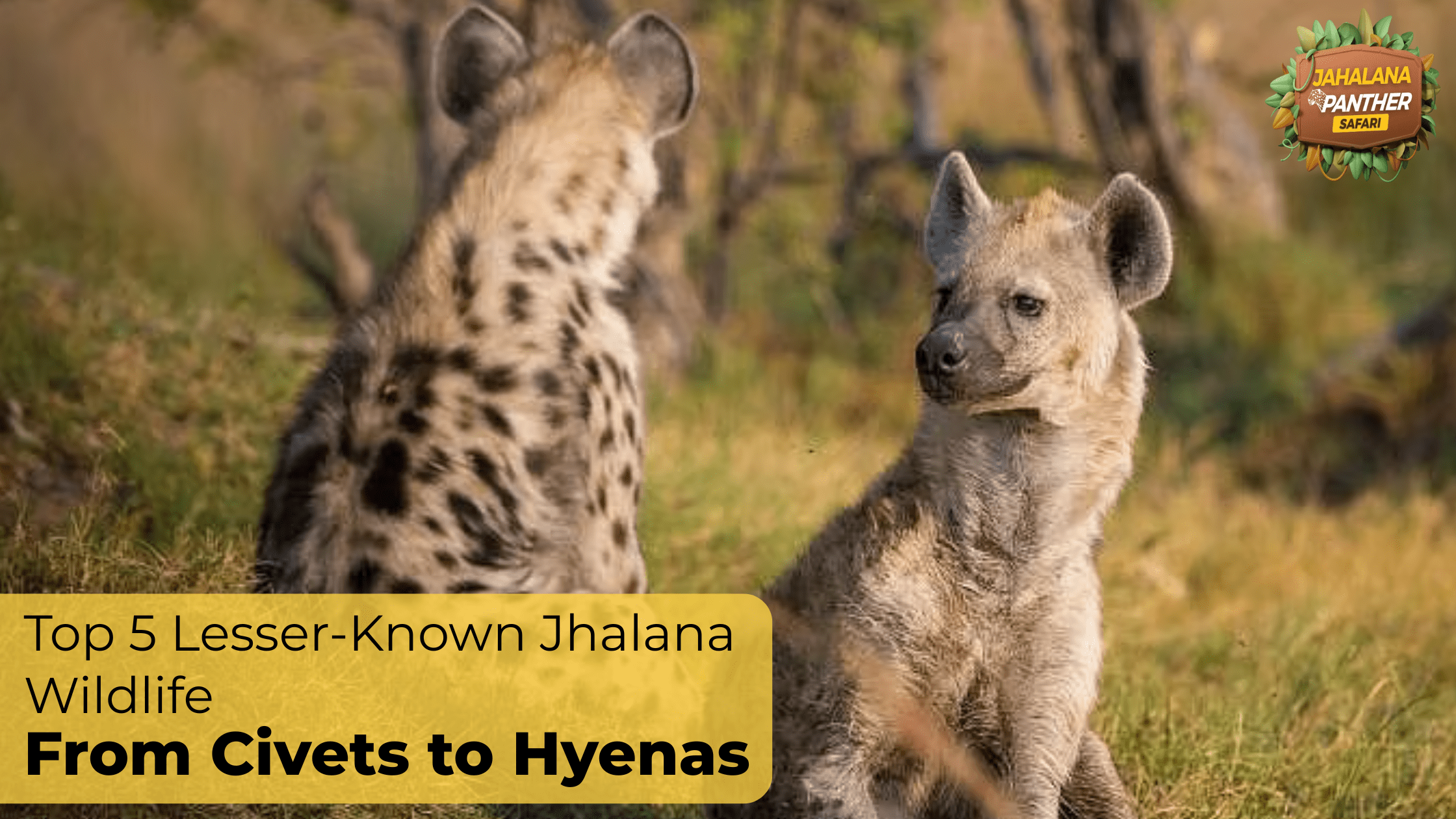 Top 5 Lesser-Known Jhalana Wildlife—From Civets to Hyenas