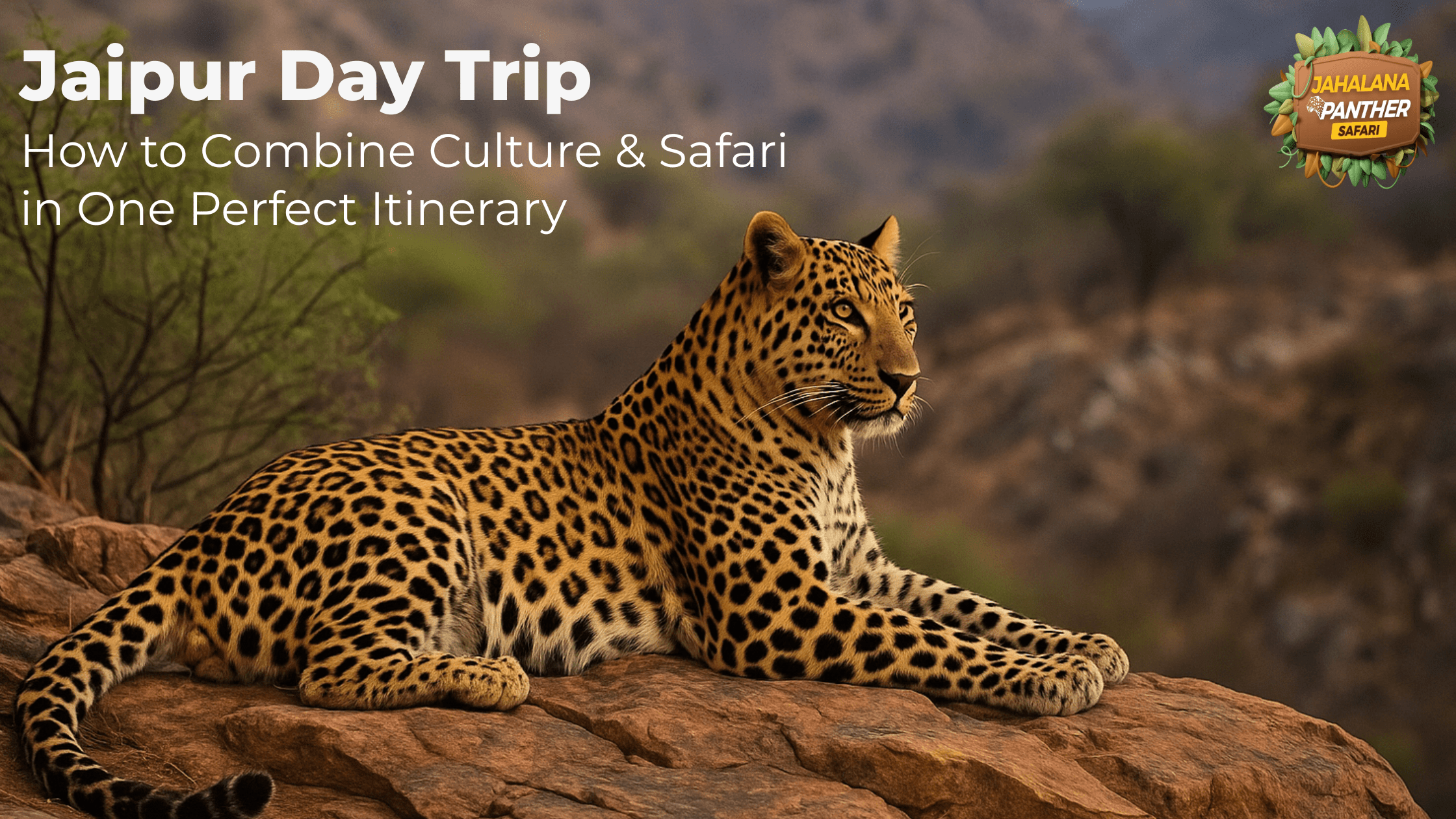 Jaipur Day Trip: How to Combine Culture and Safari in One Perfect Itinerary