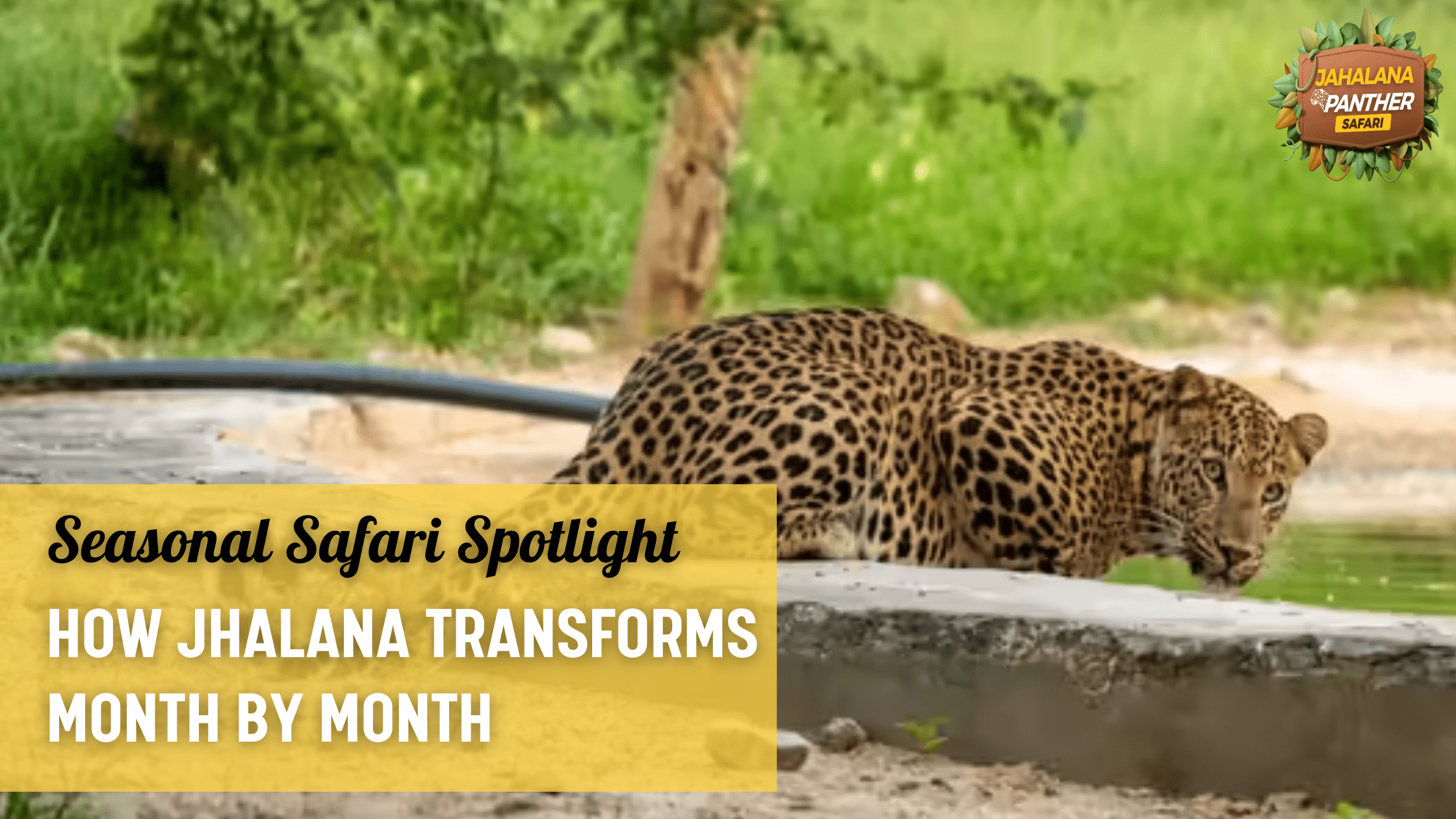 Seasonal Safari Spotlight: How Jhalana Transforms Month by Month