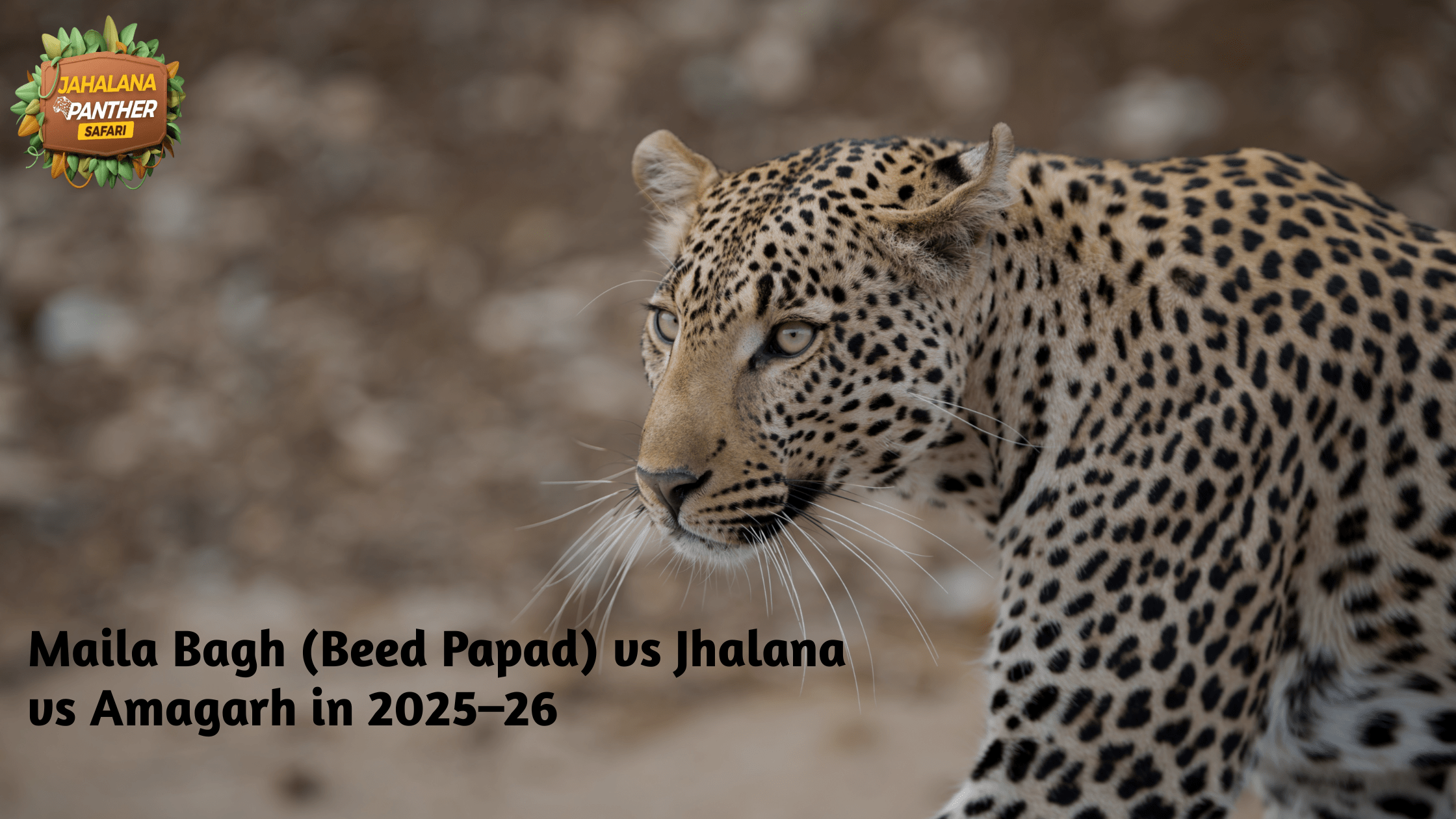 Maila Bagh Beed Papad vs Jhalana vs Amagarh in 2025–26: Which Jaipur Leopard Safari Should You Book?