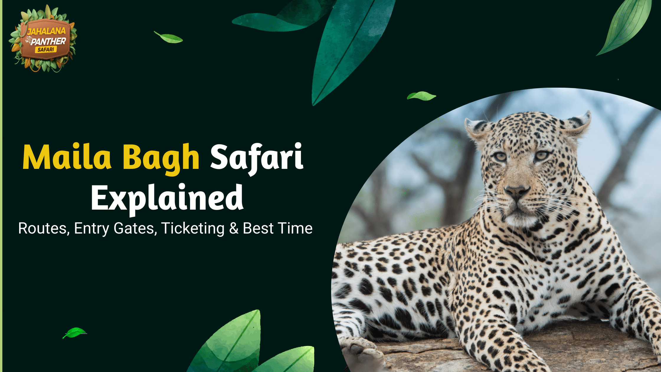 Maila Bagh Safari Explained: Routes, Entry Gates, Ticketing & Best Time