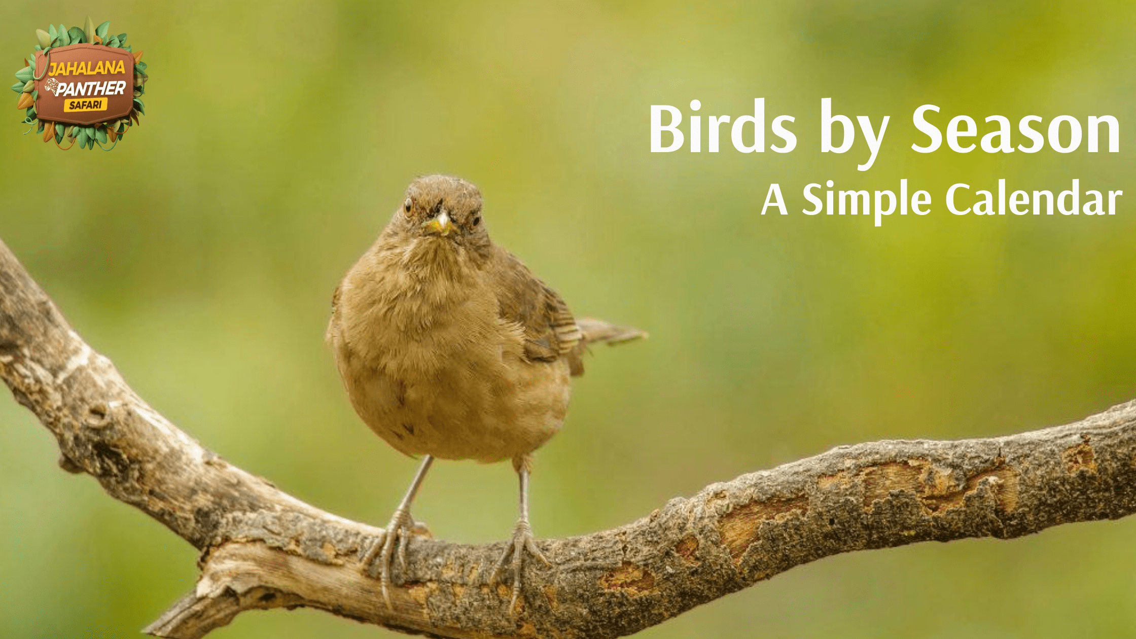 Birds by Season: A Simple Calendar