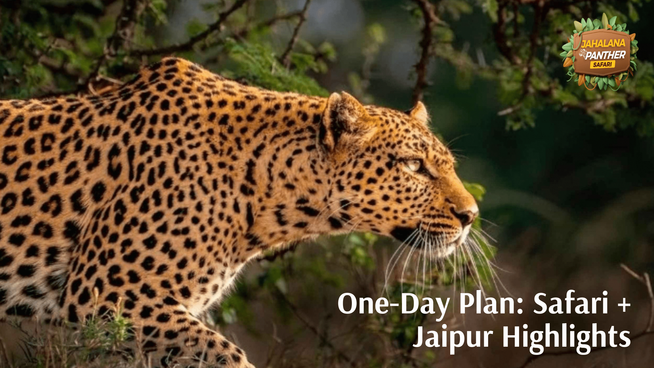 One-Day Plan: Safari + Jaipur Highlights (Perfect 24-Hour Itinerary)