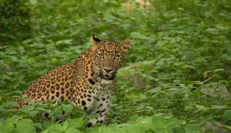 Urban Jungle: How Jhalana Brings Wildlife to Jaipur’s Doorstep