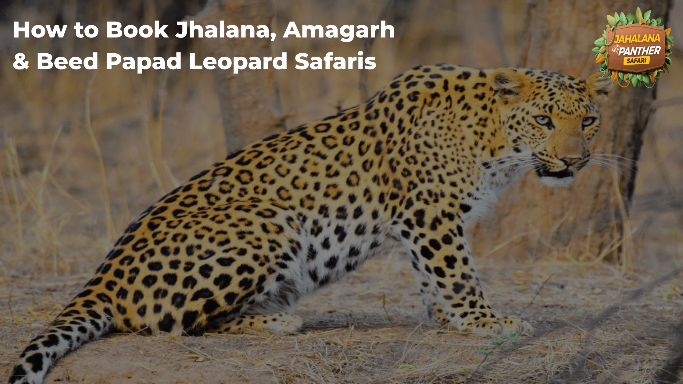 How to Book Jhalana, Amagarh & Beed Papad Leopard Safaris (Jaipur):