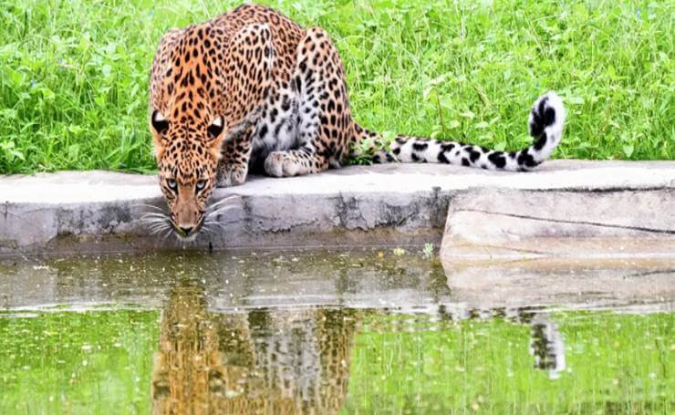 How to Book Jhalana, Amagarh & Beed Papad Leopard Safaris (Jaipur)