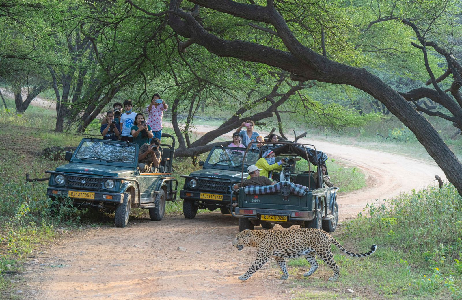 Gypsy vs Bolero vs Shared Jeep: Picking the Right Vehicle Type for Jaipur Safaris