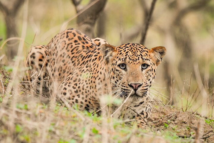 Jhalana vs. Other Leopard Destinations: Jaipur’s Urban Edge