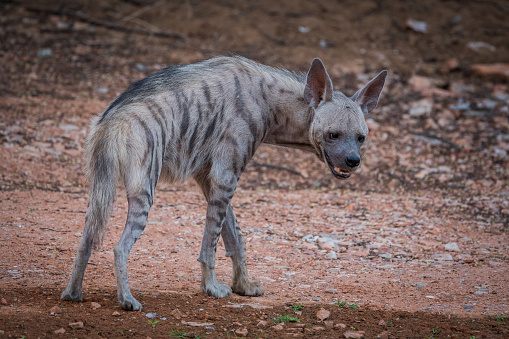 Top 5 Lesser-Known Jhalana Wildlife—From Civets to Hyenas