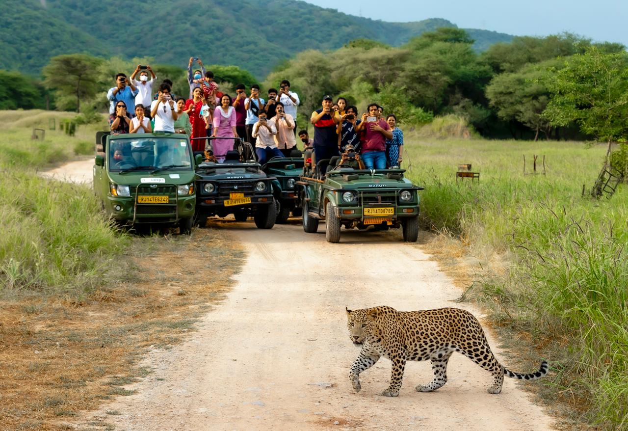 Fauna of Jhalana: Beyond Leopards