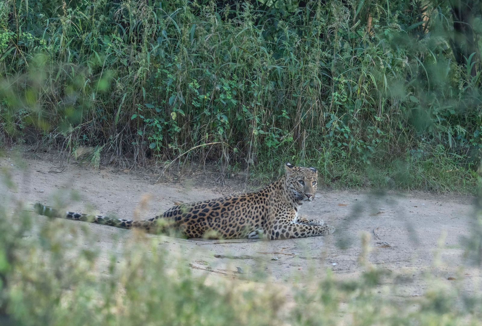 Month-by-Month Planner: Best Time to Go Leopard Spotting in Jaipur