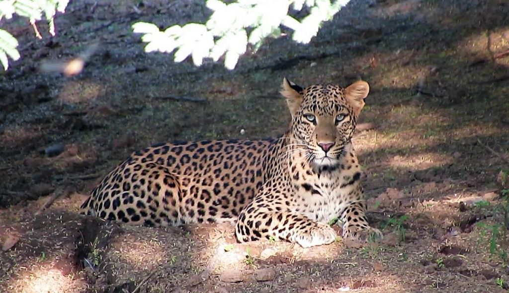 Maila Bagh Safari Explained: Routes, Entry Gates, Ticketing & Best Time