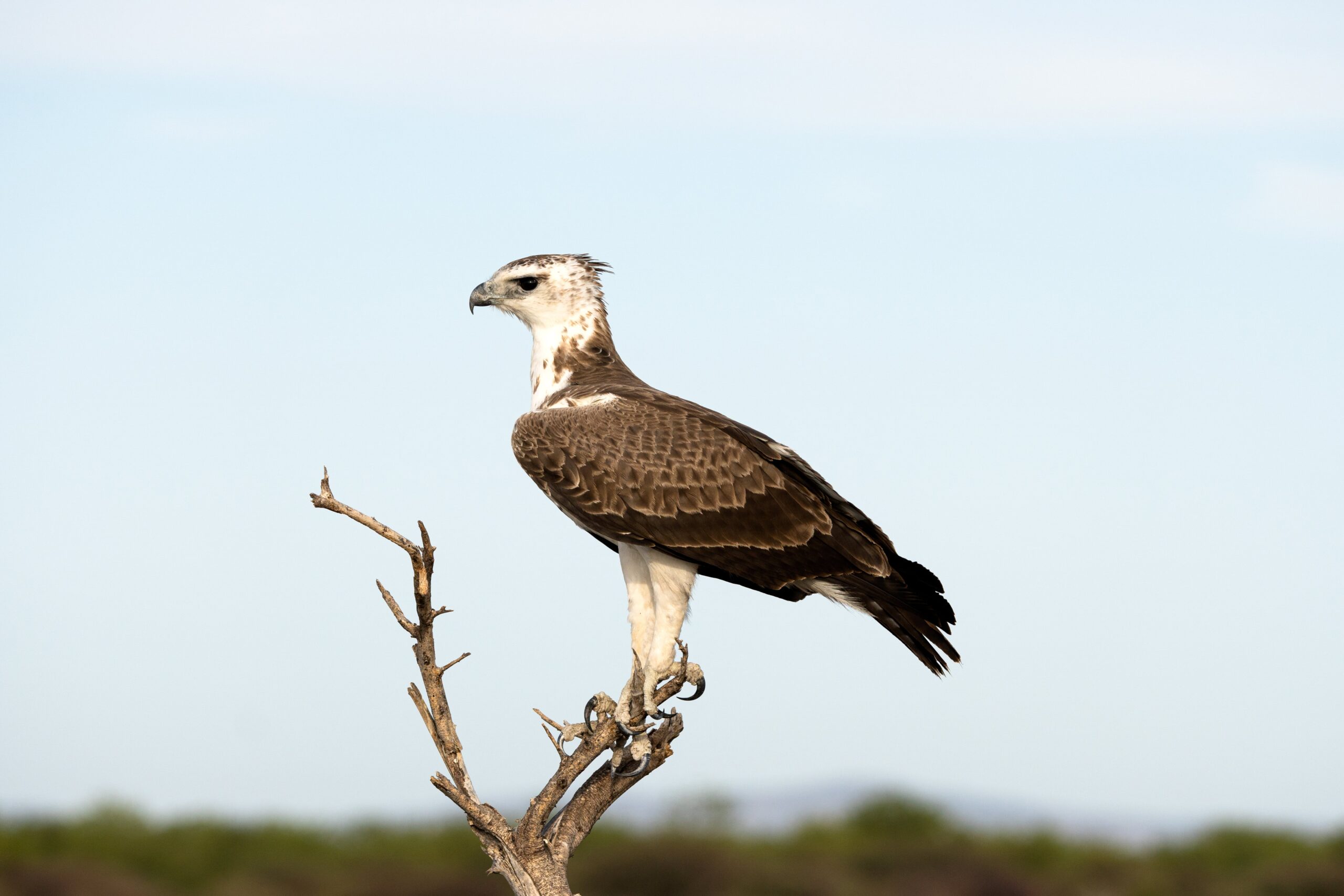 Birdwatcher’s Guide: Top Species to Spot in Jhalana, Amagarh & Beed Papad