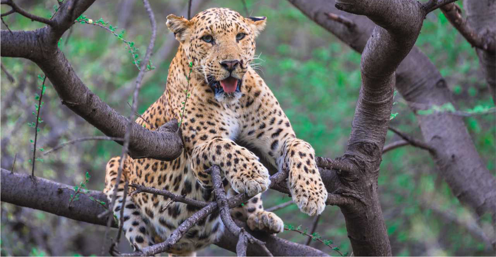 Seasonal Safari Spotlight: How Jhalana Transforms Month by Month