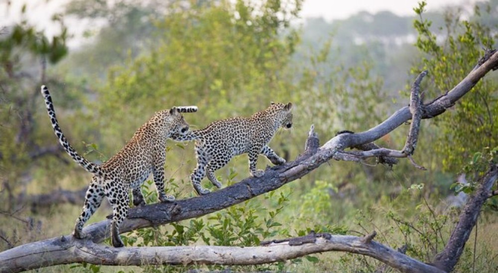 Leopard Conservation in an Expanding City: How Jaipur Balances Tourism & Habitat