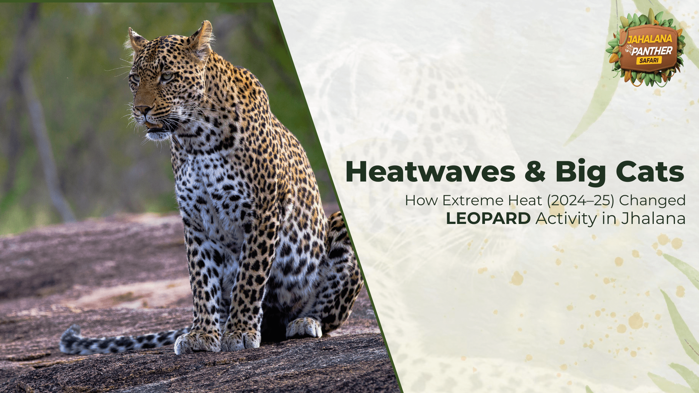Heatwaves & Big Cats: How Extreme Heat (2024–25) Changed Leopard Activity in Jhalana