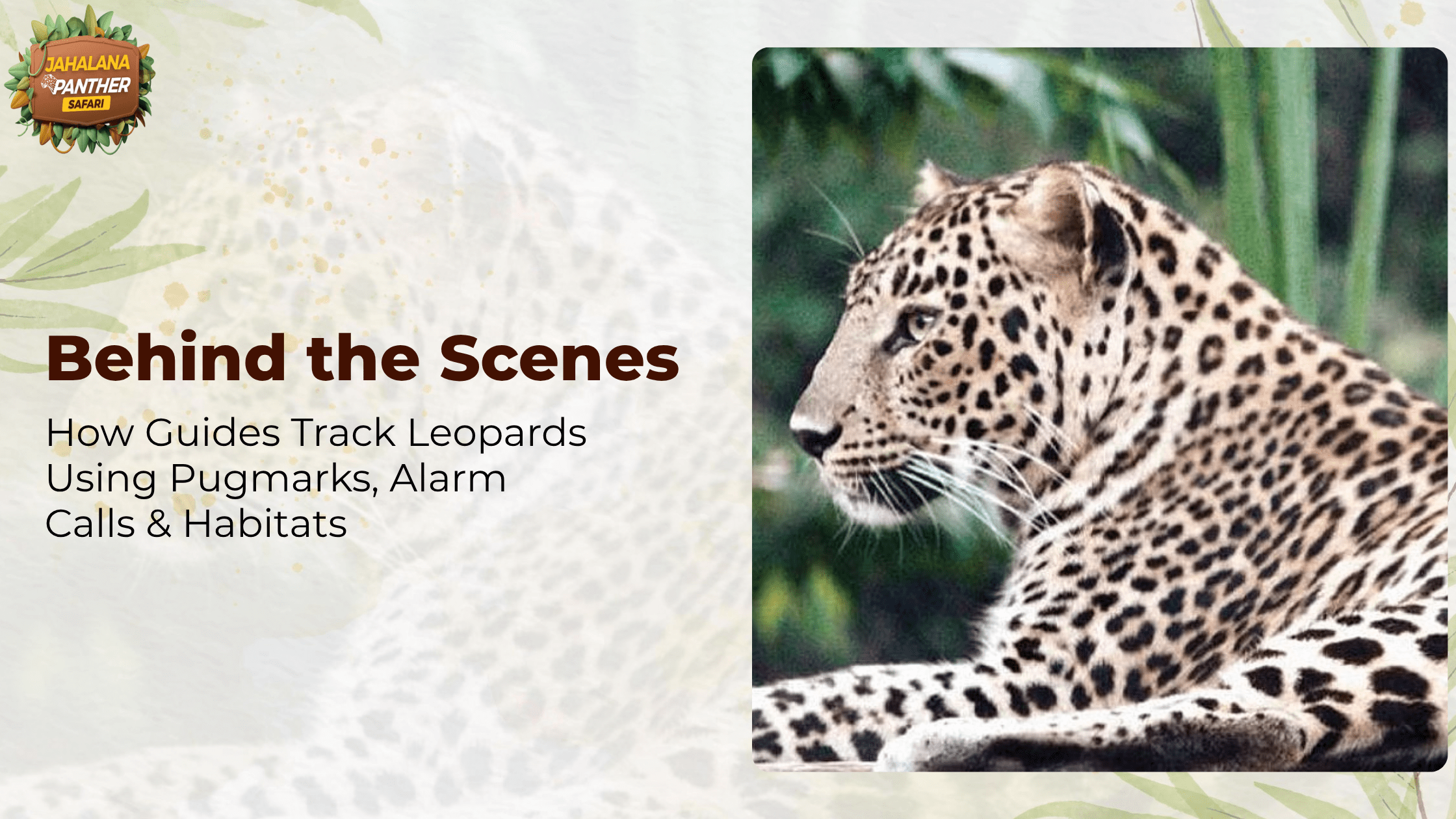 Behind the Scenes: How Guides Track Leopards Using Pugmarks, Alarm Calls & Habitats