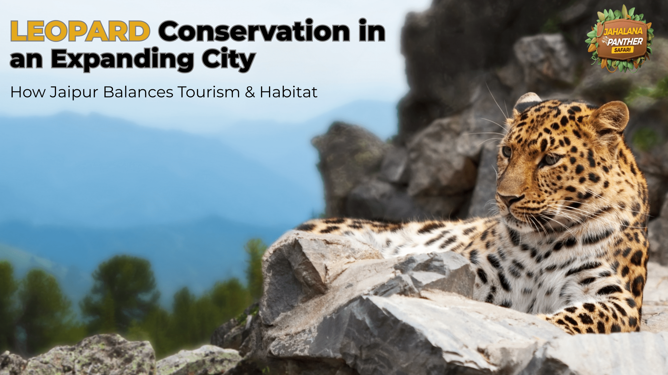 Leopard Conservation in an Expanding City: How Jaipur Balances Tourism & Habitat
