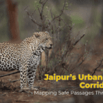 Jaipur’s Urban Leopard Corridors 2025: Mapping Safe Passages Through the City