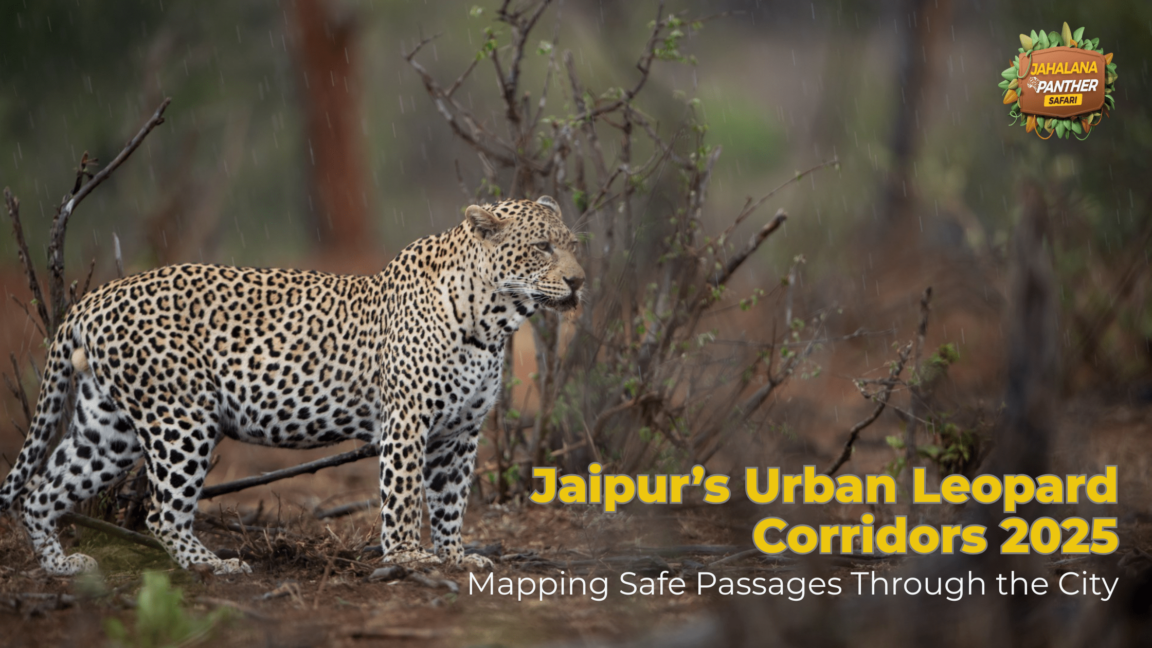 Jaipur Urban Leopard Corridors 2025: Mapping Safe Passages Through the City