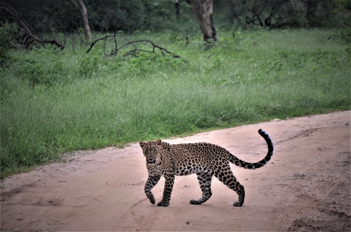 First-Timer’s Gear List for Jaipur Leopard Safaris (Season-by-Season Packing)