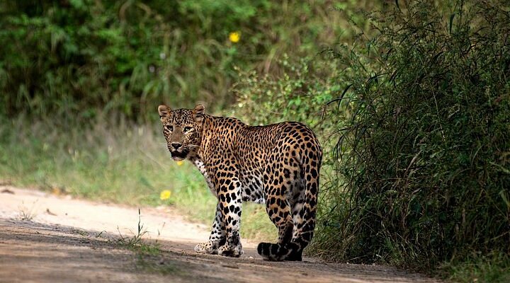 How to Photograph Leopards at Dusk: Settings, Spots & Ethics at Jhalana