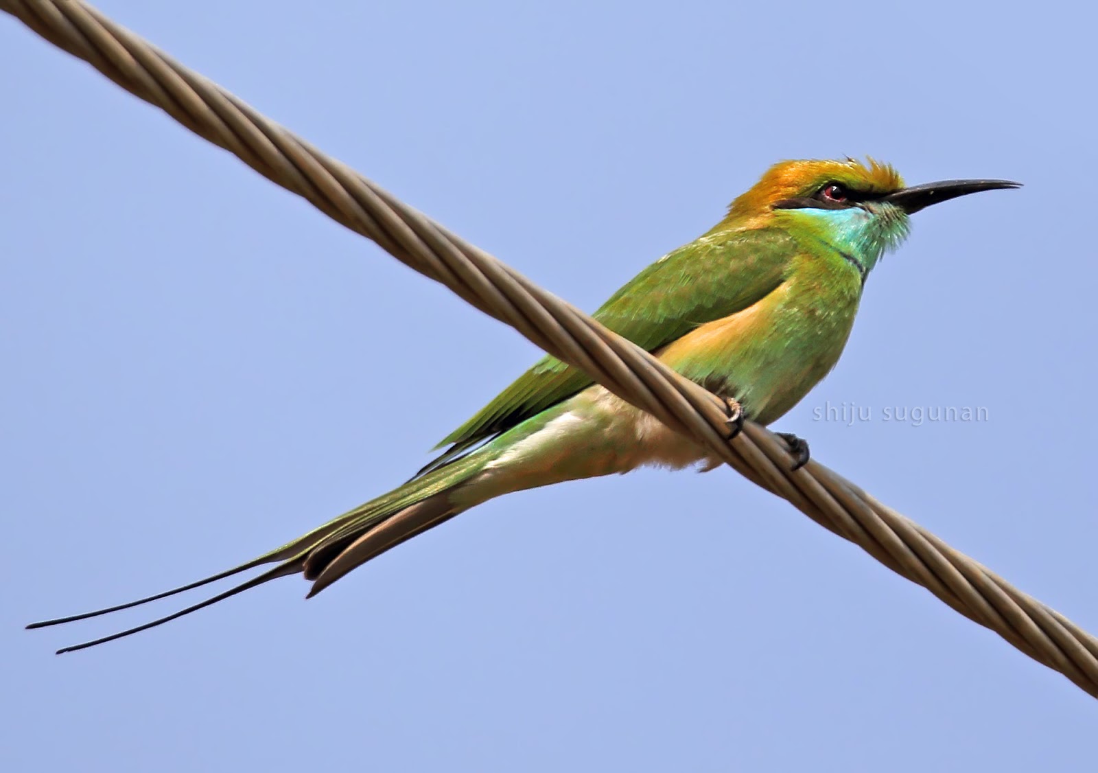 The Complete Birdwatcher’s Guide to Jhalana & Amagarh (Jaipur)