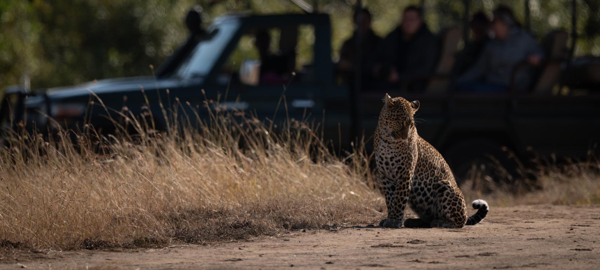 Behind the Scenes: How Guides Track Leopards Using Pugmarks, Alarm Calls & Habitats