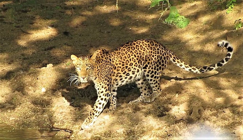 How to Choose a Safari Slot: Morning vs Evening Safari in Jhalana & Amagarh