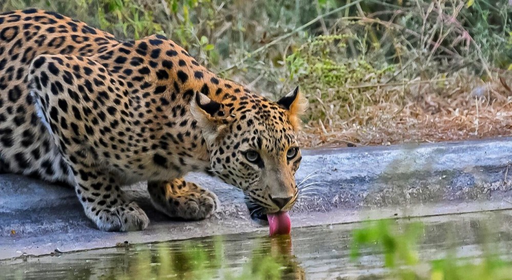Leopard Conservation in an Expanding City: How Jaipur Balances Tourism & Habitat