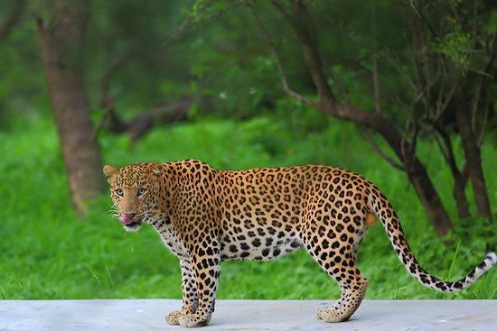 Family-Friendly Safari in Jaipur: Safety, Age Tips & Keeping Kids Engaged