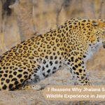 7 Reasons Why Jhalana Safari is the Best Wildlife Experience in Jaipur (2025 Guide)