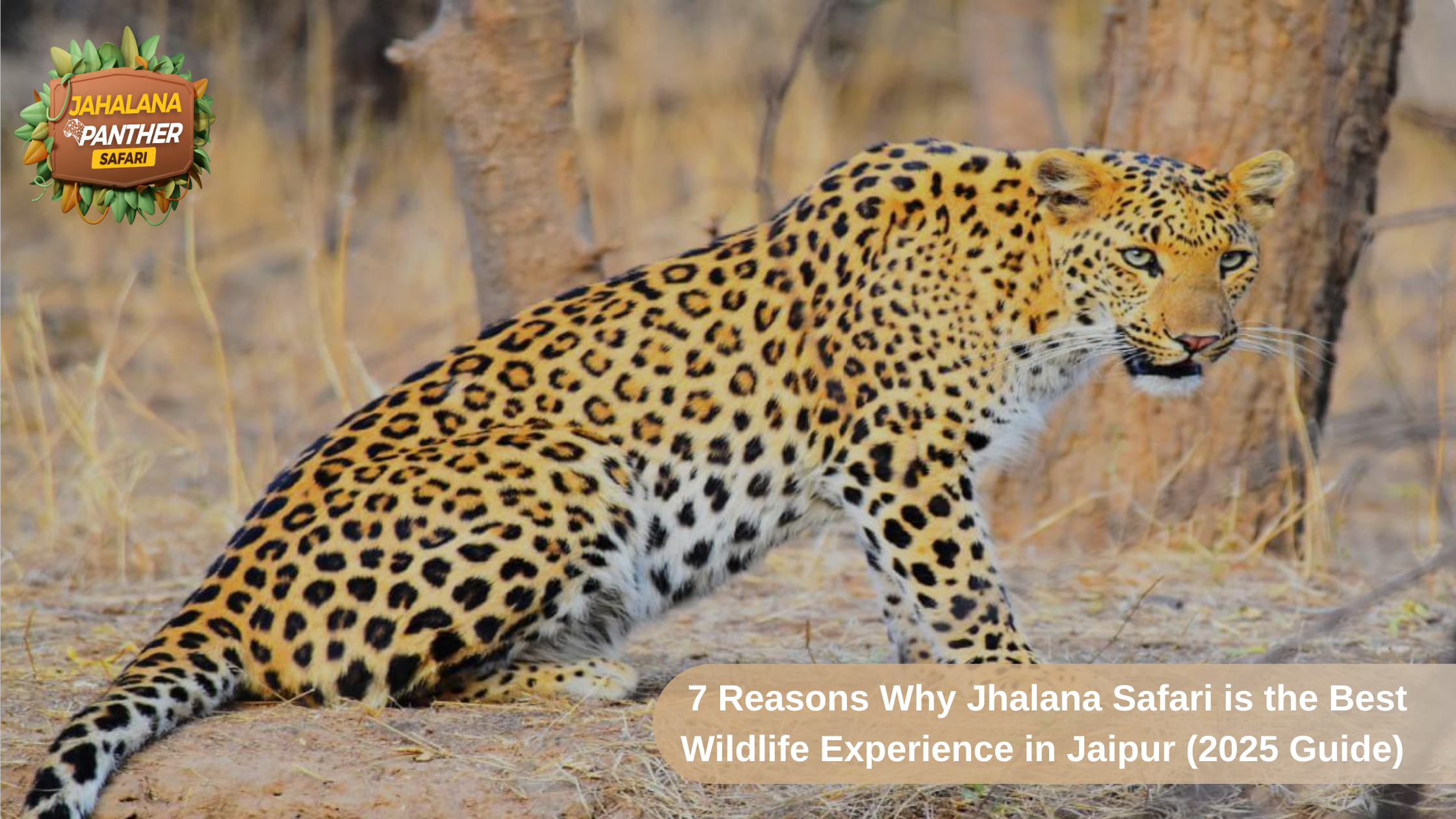 Indian Leopard sitting in Jhalana Leopard Reserve Jaipur, featuring the blog title 7 Reasons Why Jhalana Safari is the Best Wildlife Experience in Jaipur (2025 Guide).