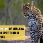 Why the Leopards of Jhalana Are Easier to Spot Than in Other Reserves