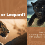 Panther or Leopard? Clearing the Name Confusion with Culture, History and Science