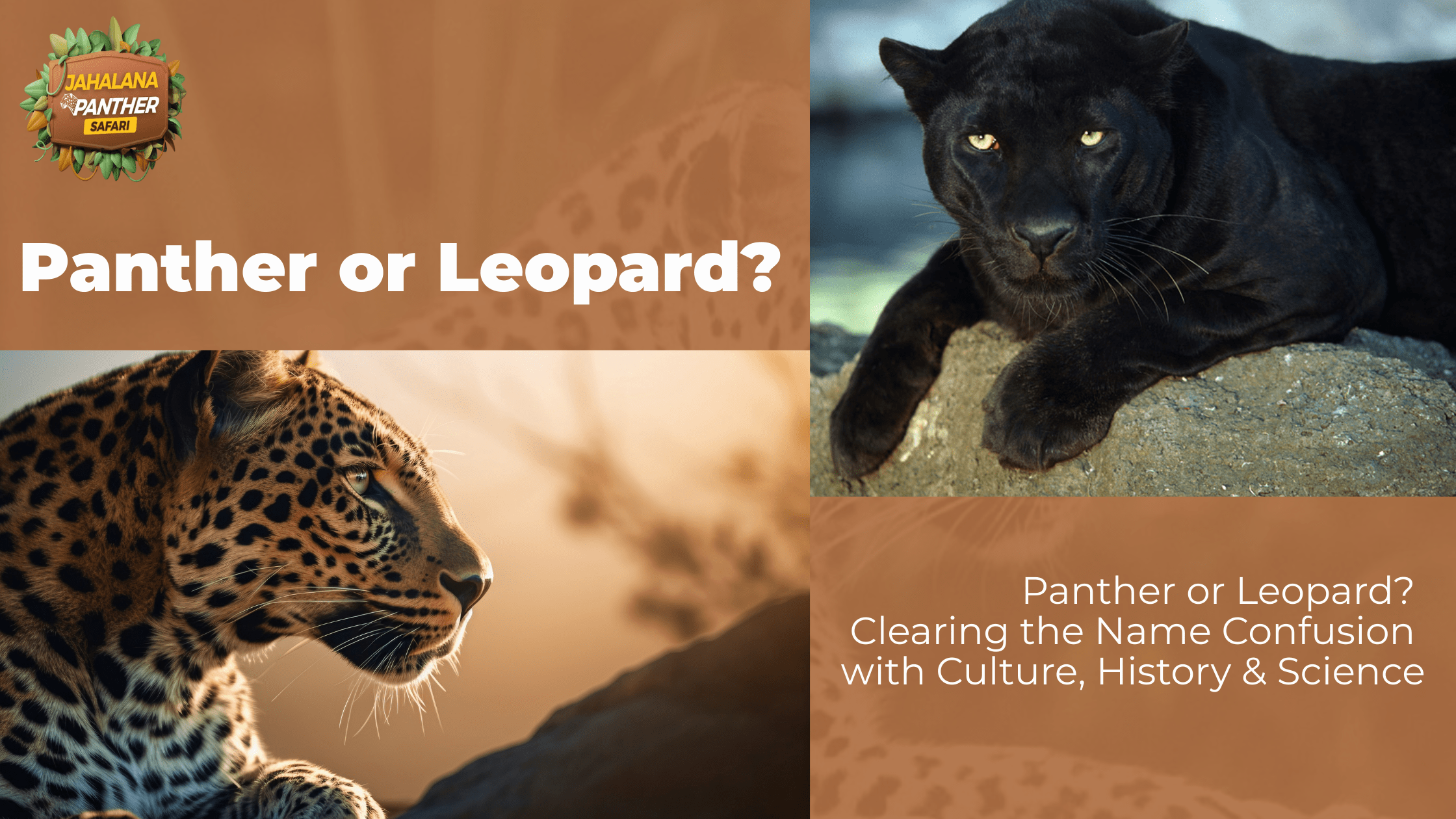 Panther or Leopard? Clearing the Name Confusion with Culture, History and Science