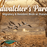 Birdwatcher’s Paradise: Migratory & Resident Birds at Jhalana
