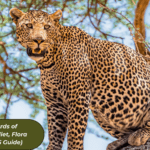 3 Famous Leopards of Jhalana: Meet Juliet, Flora & Bahubali (2025 Guide)