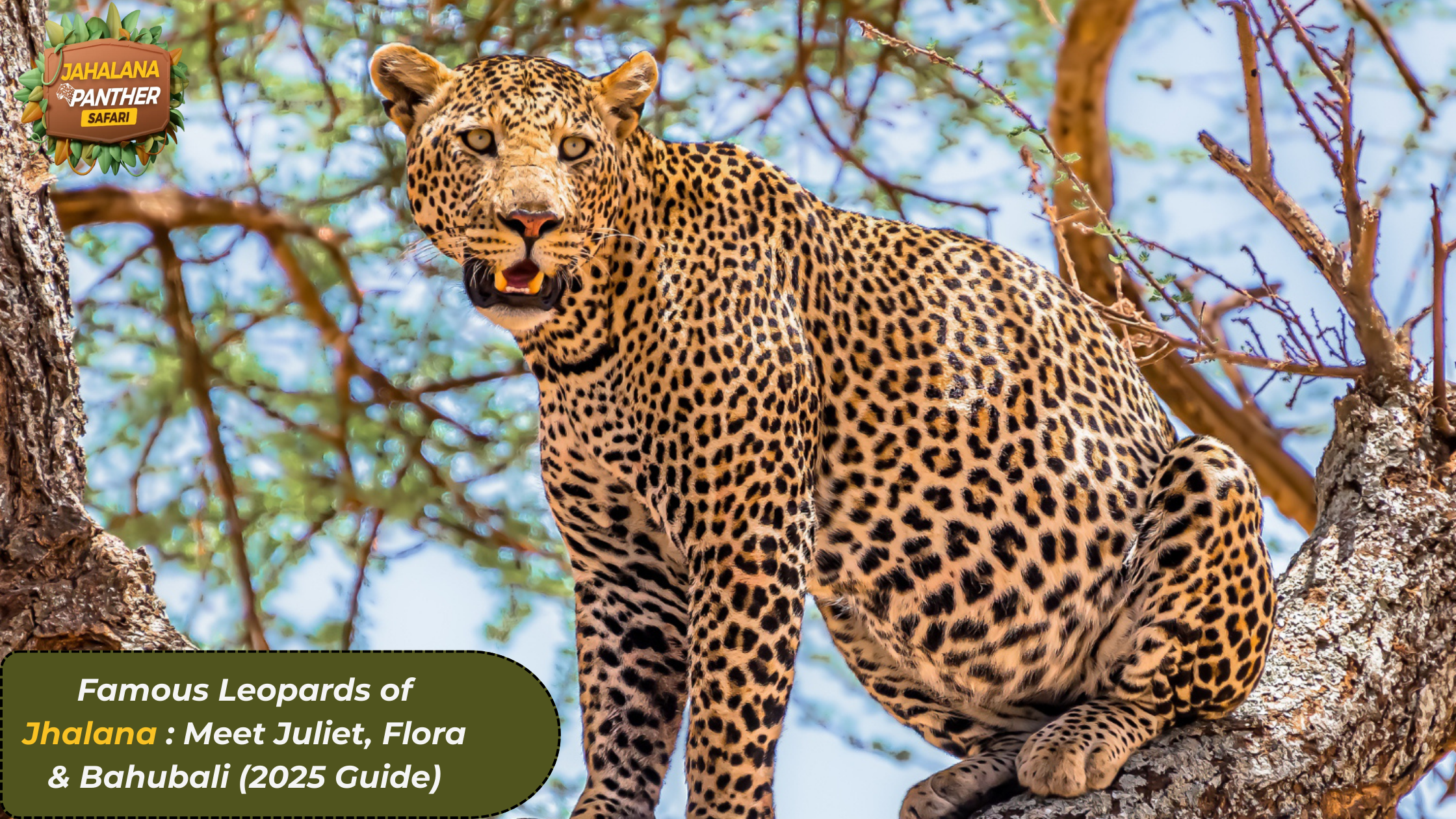 Famous Leopards of Jhalana